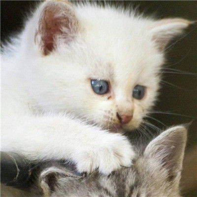 灰色可爱的英国小猫咪,萌宠,可爱的宠物猫咪,麦萌,macdown素材图片,动物世界,超清图片