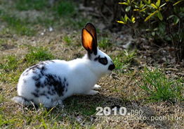 今年兔子市场价格怎样一只种兔多少钱