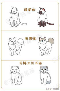 小猫的名字