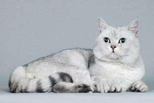 神秘魅力的猫咪,美丽又活泼,真是太迷人了