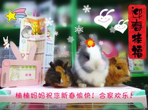 狗动物宠物店泰迪金毛哈士奇海报素材背景png图片