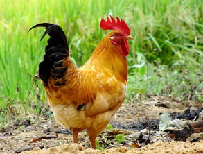 我国西南地区黄羽肉鸡大品种是如何分布的