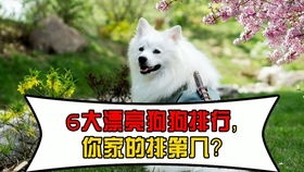 除了中华田园犬,中国还有这11种狗狗