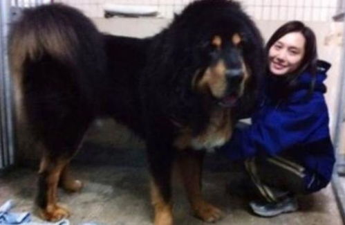 纯种泰迪犬幼犬狗狗微小体茶杯犬宠物幼犬活体贵宾犬宠物狗深红色