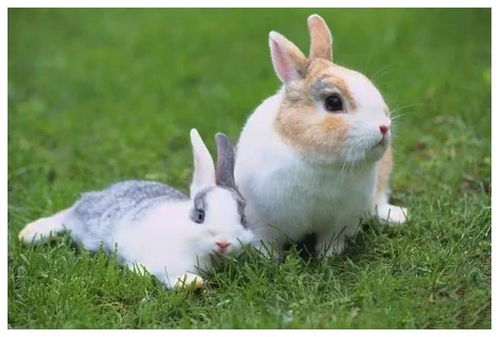 宠物迷你兔市场价多少钱一只