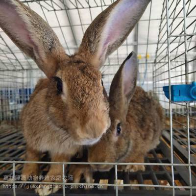 分析宠物兔兔脱毛疾病原因