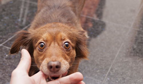 金毛寻回犬电脑壁纸