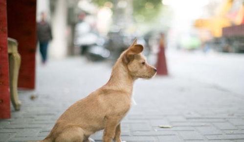 十大最受欢迎的俄罗斯本土犬种