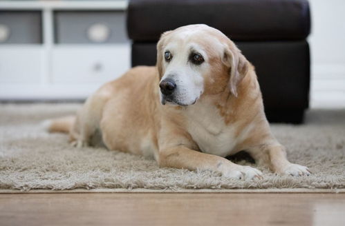 可爱宠物犬矢量素材图片