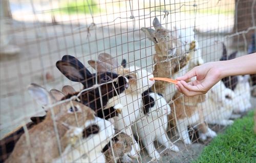 金毛犬