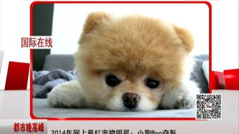 北京狗狗