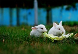 买只兔子过兔年