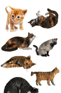 卡通创意抱着西瓜的猫咪动物设计图片大小2000x2000px