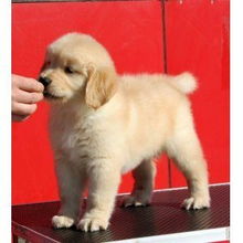 杭州宠物狗犬舍出售纯种比熊犬小型犬好不好养