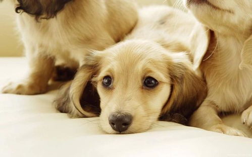 养宠物狗可能减少儿童患哮喘几率