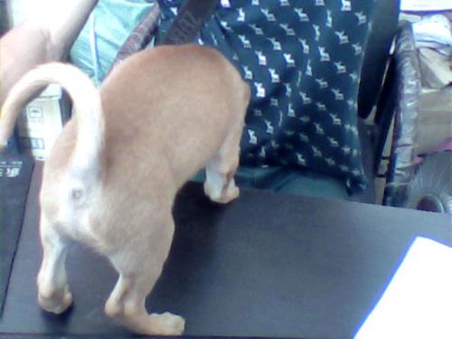 繁殖能力超强的兔子,为何没成为餐桌上的主流肉食