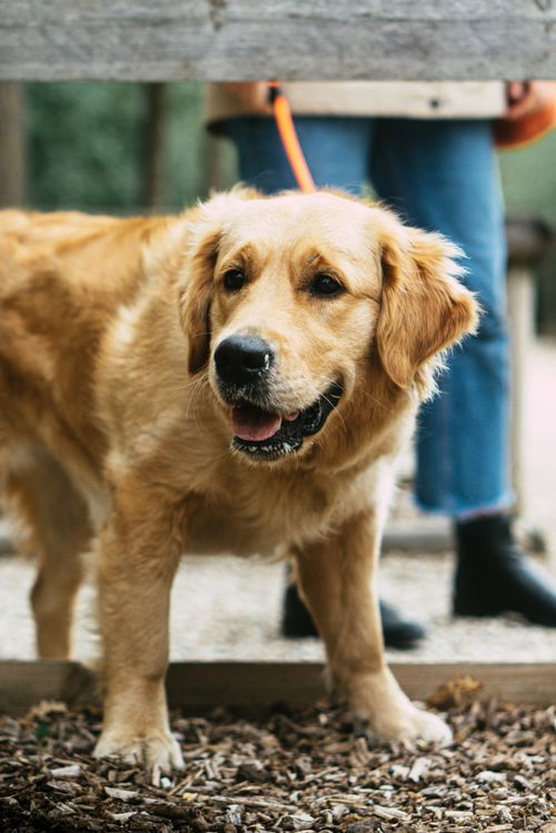 超萌出售活泼可爱巴哥犬