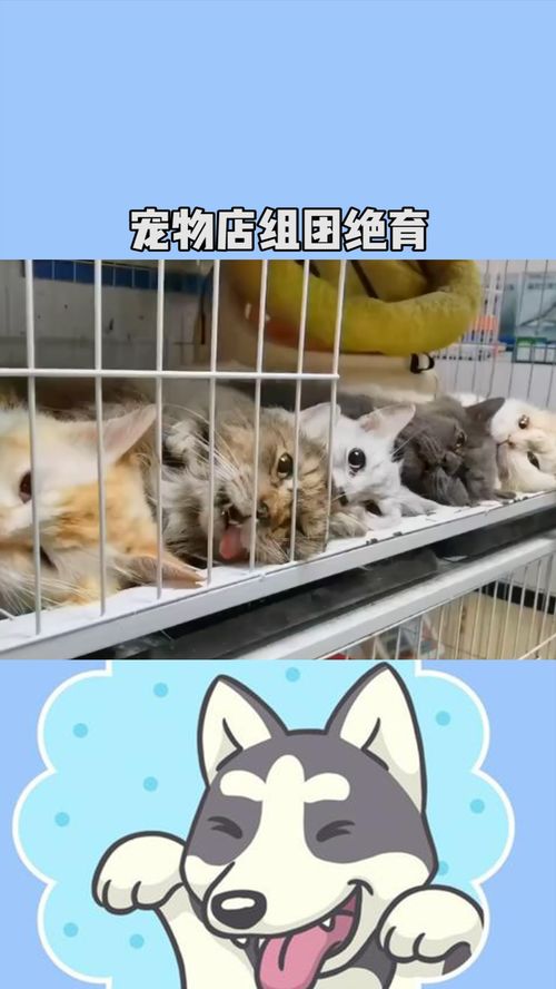 中国最具人气的十种宠物猫之排名,看看你家猫咪排第几