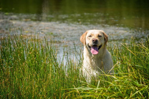 宠物法斗犬萌宠狗狗图片