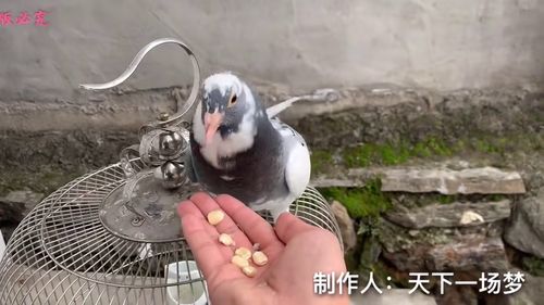 可以给兔子吃淀粉类食物吗