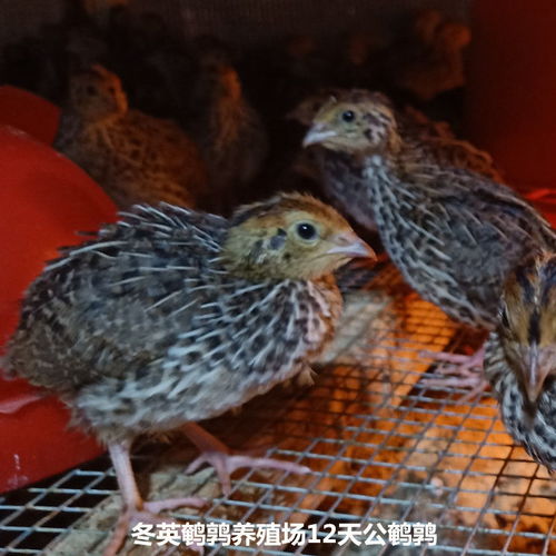 客厅鱼缸里就能养的宠物鸡,一年产蛋300个,网友