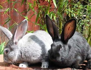 想要养一只宠物,肉兔和宠物兔哪个更好