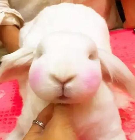 世界上最小的宠物兔,简直太萌了