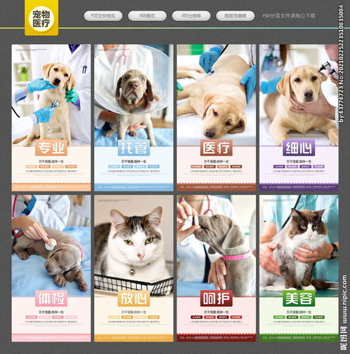 可爱猫咪动物卡通透明素材图片大小1024x1024px