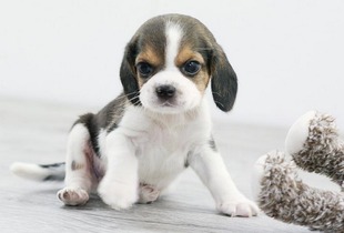 雪纳瑞犬出售纯种幼犬