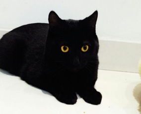 可爱卡通黑色猫咪造型宠物猫咪png免扣素材图片