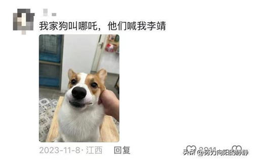 上海宠物狗犬舍出售纯种博美犬茶杯犬袖珍犬领养狗卖狗