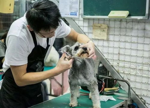广西举行宠物美容师创意美容大赛