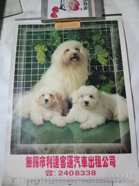 三明宠物狗犬舍出售纯种大白熊犬