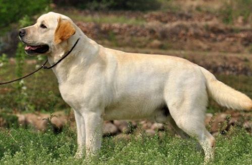 重庆哪能买到高品质萨摩犬纯种萨摩犬微商正规狗场