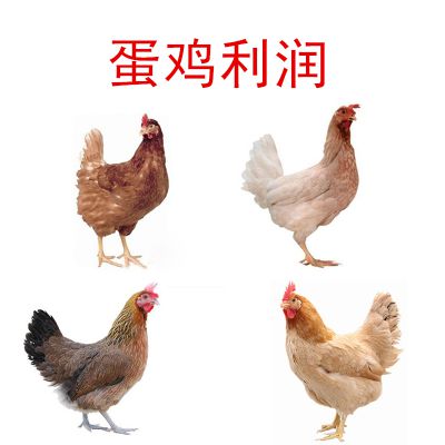 广东人用来煲汤的乌鸡,居然成了外国仁的新宠,连金小妹都养过