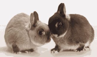 兔子也有情绪,我们该如何读懂它的