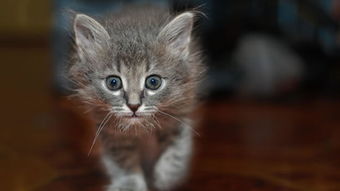 英国短毛猫宠物猫摄影,七叶猫舍