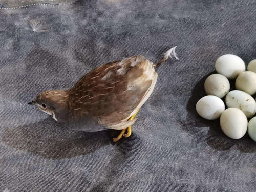 自制狗粮怎样选食材,宠物医生说