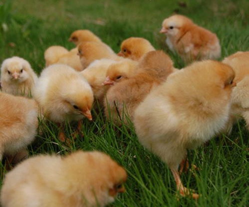 养鸡户的福利来了,在下半年可以申请这些补贴了