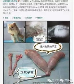 小型玩赏犬中的世界巨星