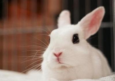 请问俺家这兔子是什么品种的