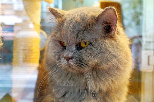 故宫最受欢迎御猫离世,十岁老猫的独自逝去,让众人倍感难过