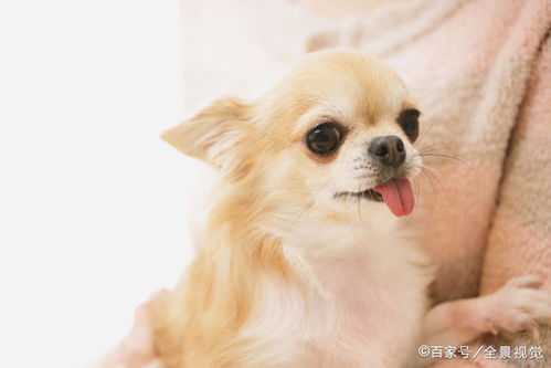 精品的中华田园犬,是本土出色的猎犬,颜值不输宠物狗
