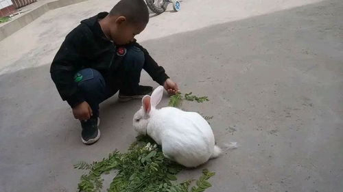 可爱动物头像,狗狗小猫猛男专属你快来吧