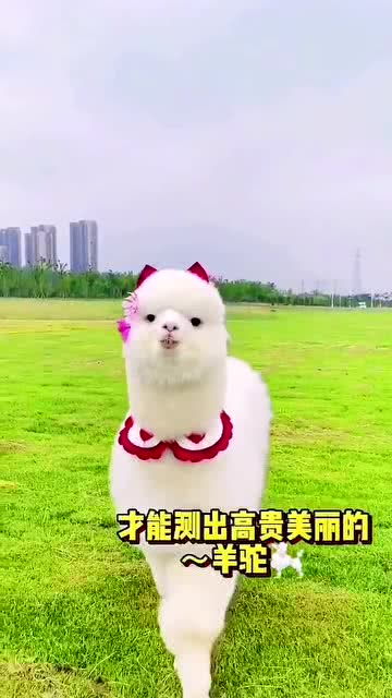 纯种马尔济斯犬