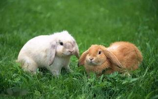 当家里同时养了这两种宠物,将看到兔子的真正腿力