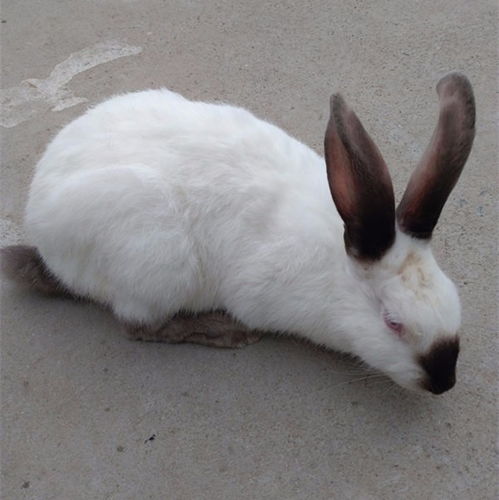 帮我看看这只兔子是啥种的