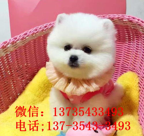 南京宠物狗犬舍出售纯种比熊犬小型犬好不好养