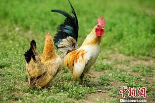村里的土豪喂了几只鸡,单独给它们做美食,这是当宠物养