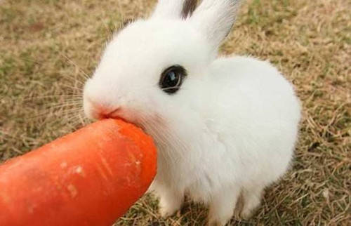 兔子每次吃饭就往外跑,主人觉得不对劲跟踪,它竟在土里藏了宝贝